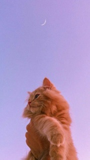 Profile picture for user juthathip1234