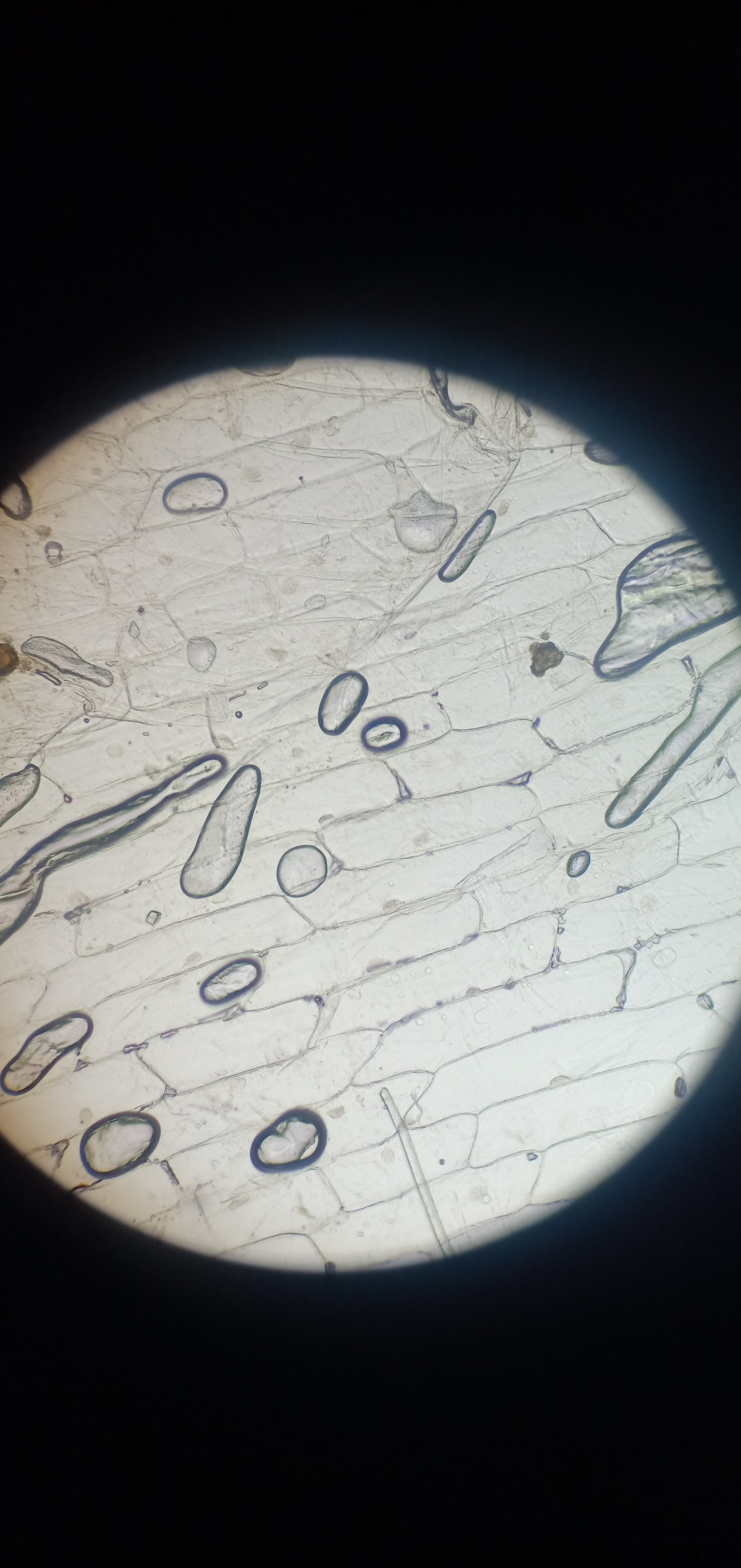 Profile picture for user nurulbio