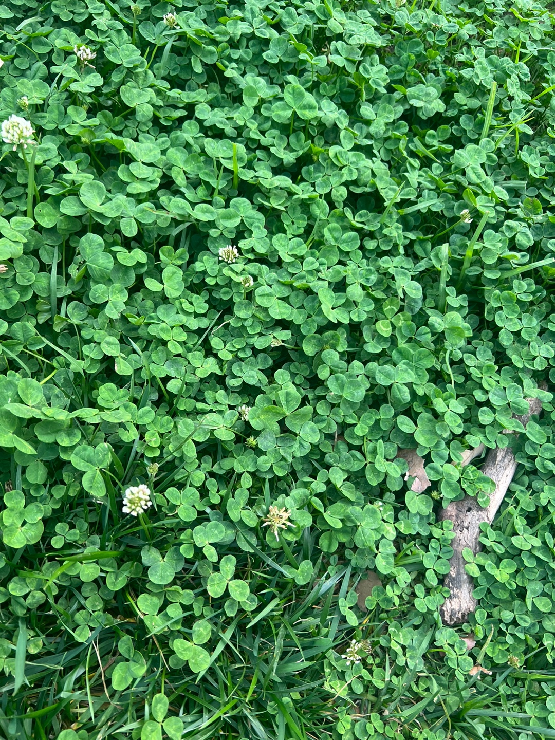 Profile picture for user joanne4