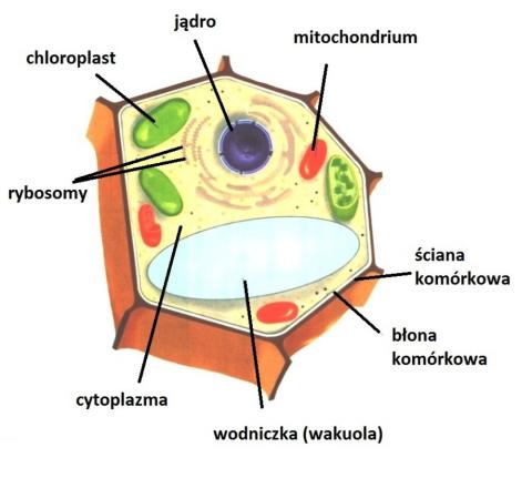 budowa komórki roślinnej