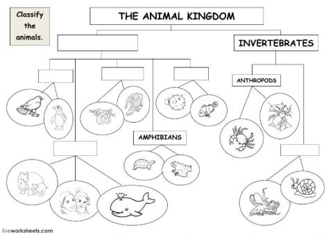 The animal kingdom - classification diagram