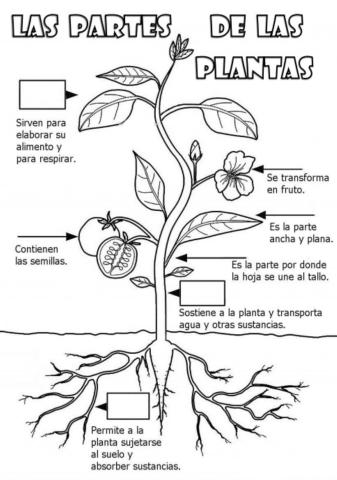 Partes de una planta