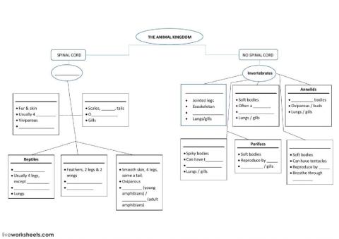 Animal kingdom classification