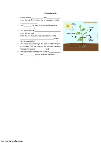 Photosynthesis