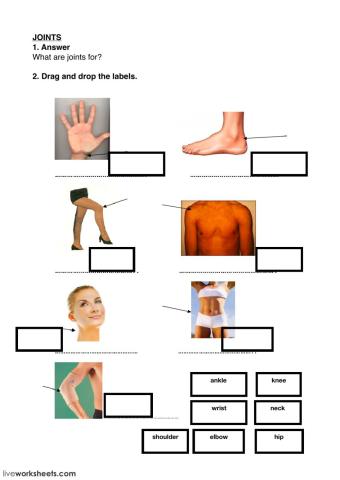 Joints, muscles, bones and stages of life