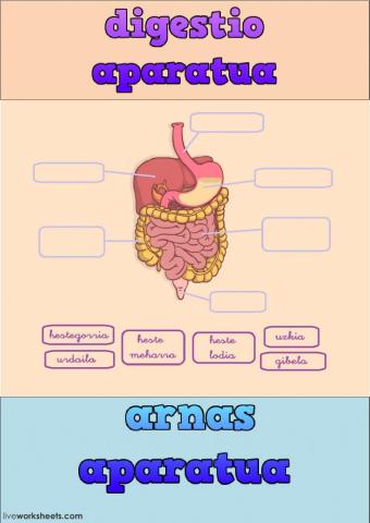 DIGESTIO-ARNAS APARATUAK