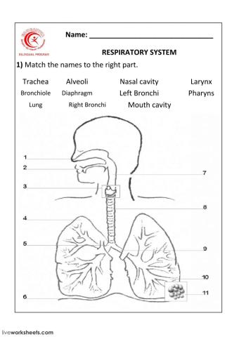 Respiratory System