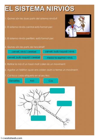 El sistema nirviós