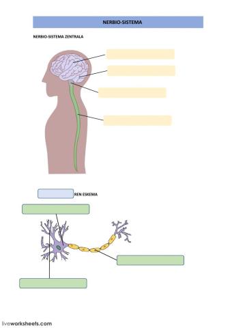 Nerbio-sistema