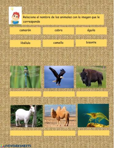 Repaso del nombre de animales