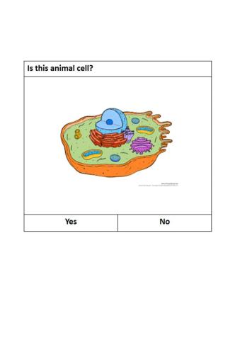 Animal cell