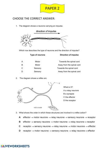 Human nervous system