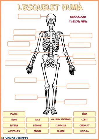L'esquelet humà