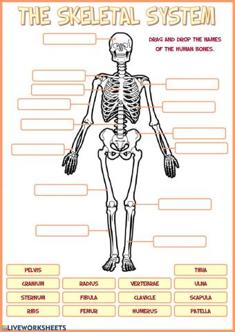 Skeletal system