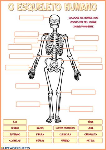 O esqueleto humano