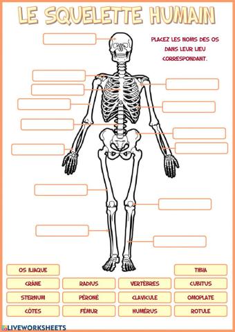Le squelette humain
