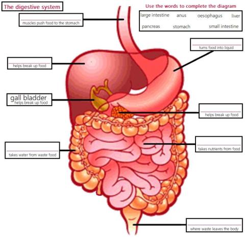 Digestive system diagram