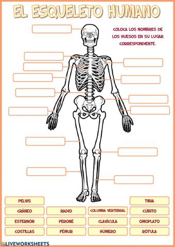 El esqueleto humano