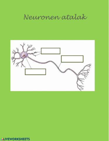 Neuronen atalak