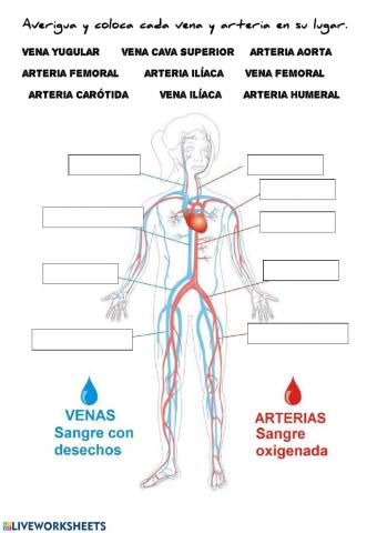 Circulatorio 3