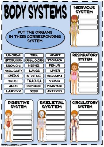 Body systems