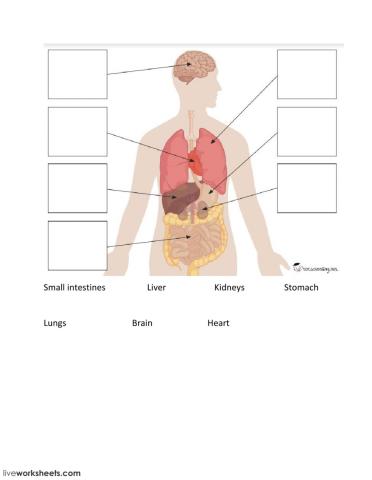 Major Organs