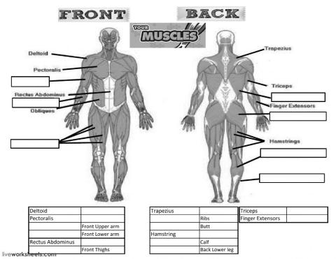 Muscles Test