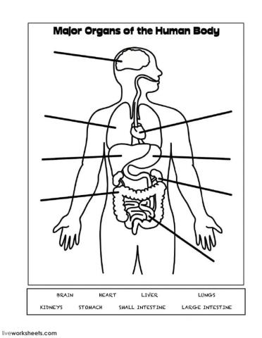 Major Organs