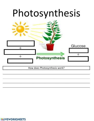 Photosynthesis