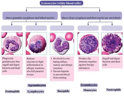 Leucocytes