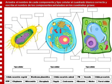 ¿Conoces los componentes celulares?