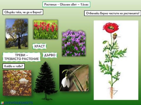 Растения - Околен свят - 1. клас