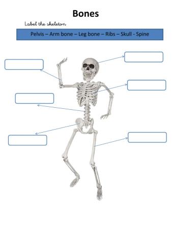 My Body (Bones)