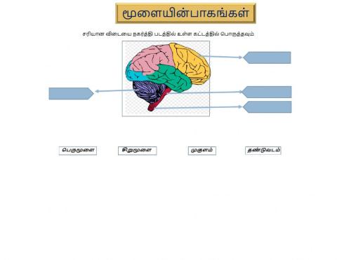 Brain