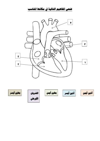 ورقة عمل أجزاء القلب