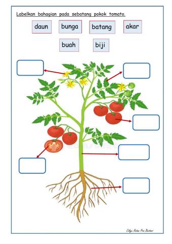 BAHAGIAN  TUMBUHAN