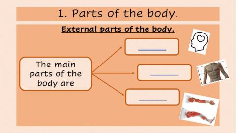 Parts of the body