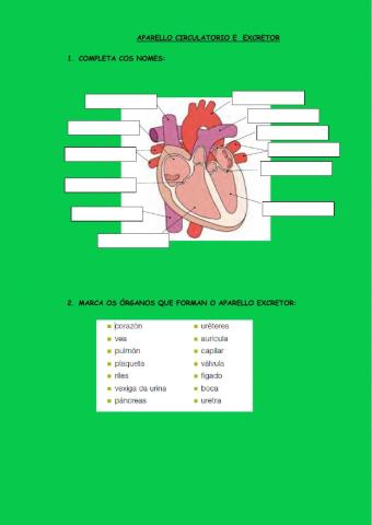 Aparellos circulatorio e excretor