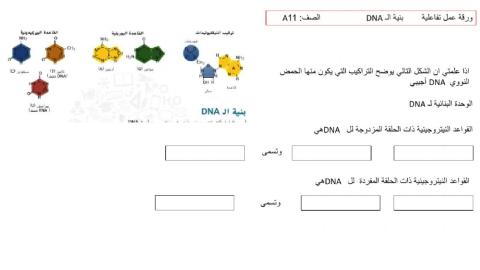 بنية المادة الوراثية