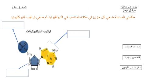 بنية ال dna