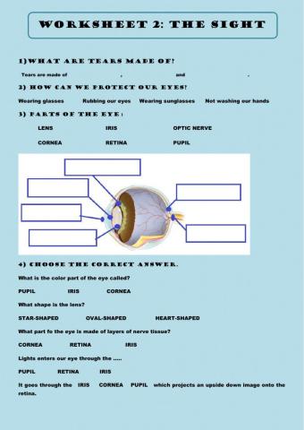 Parts of the eye