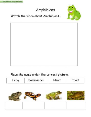 Amphibians