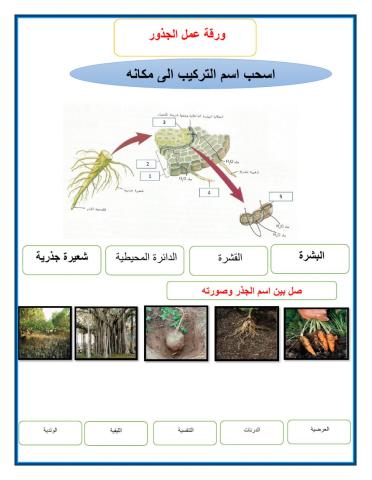 ورقة عمل الجذر