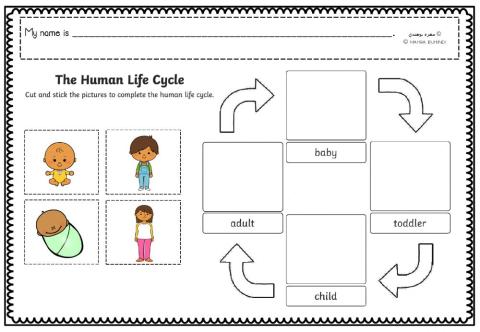 The Human Lifecycle