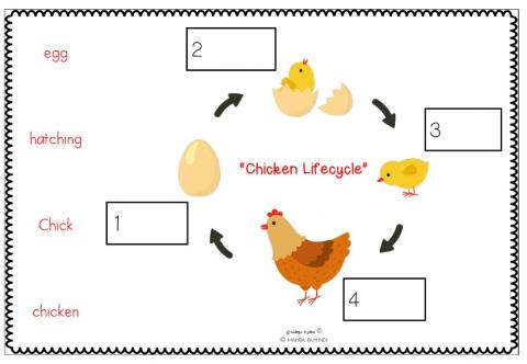 Chicken Lifecycle