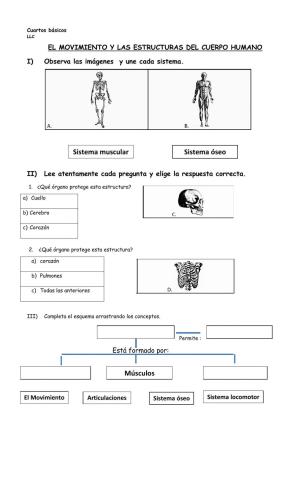 Sistema locomotor