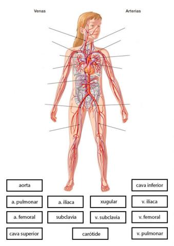 ARTERIAS E VEAS