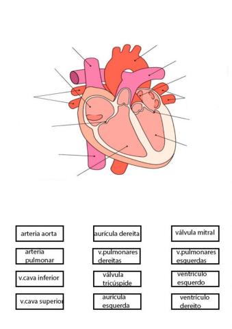 O CORAZÓN