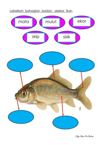 BAHAGIAN  BADAN  SEEKOR  IKAN