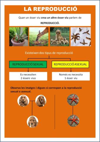 Reproducció sexual i asexual